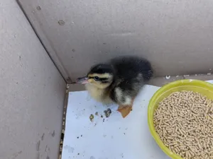 Birds0