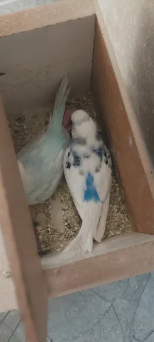 للبيع جوز حب مع فراخ