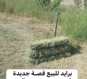 تتوفر لدينا برايد للبيع حجم كبير قصة جديدة