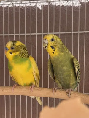 locally Budgies
