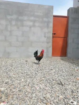 ديك للبيع كبير التواجد الاشخره 4شهور