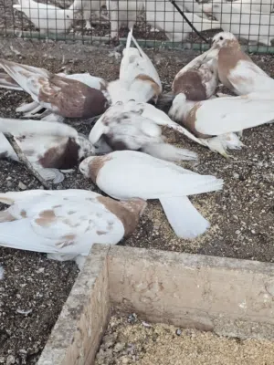 أزواج حمام روسي منتج للبيع