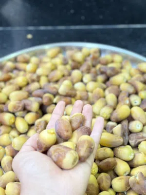 نخيل خلاص +2بو نارنجه + نشو ابو سيف