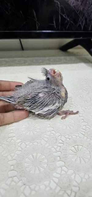 للبيع فرخ كوكتيل وايت فيس سينامون بيرل