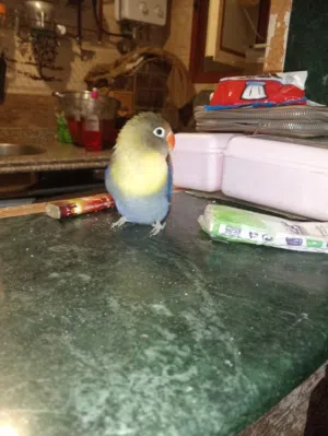 مطلوب دكر للنتايه