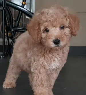 POODLE PUPPY