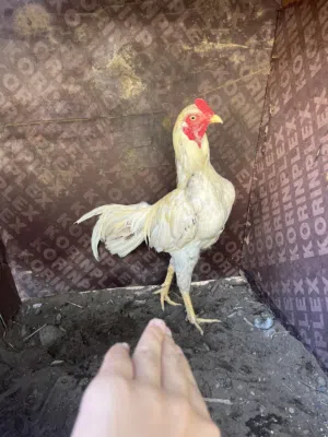 ديك للبيع أو للبدل بما يناسب الموقع صحار