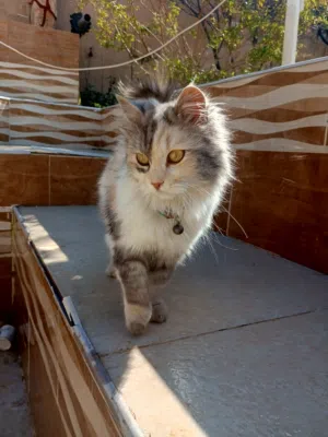 قطط شيرازي للبيع بسعر مغري جدا 8دنناير