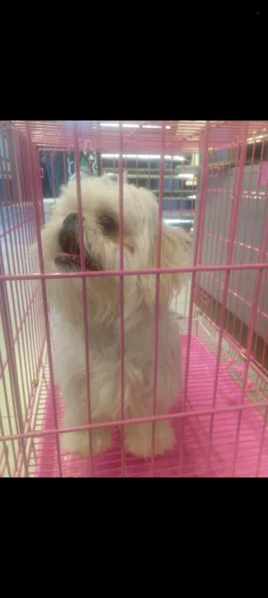 كلب مالتيز انثى نشيطه ومرحه للبيع المستعجل لدواعي السفرر النهائي السعرر