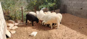 بسم الله  توكلنا على الله  9 خرفان  خاليات من العيوب أعمارهم 6 شهور للبيع