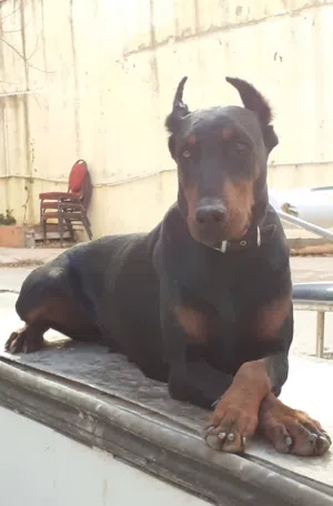 أنثى دوبرمان أصلية