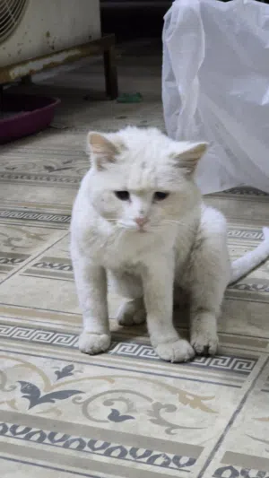 Cat for adoption
