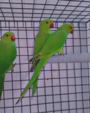 سبع حبات درا بسم الله ما شاء الله حبات جامبو ريش كامل جناح كامل