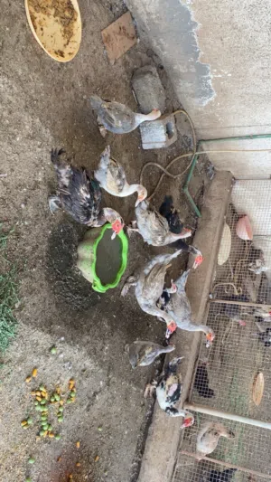 بط للبيع مسكوفي وسوداني اصلي بدون تهجين