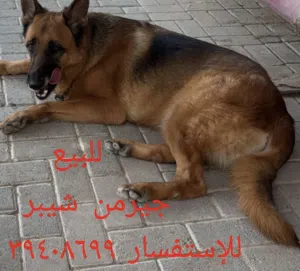 جيرمن شيبرد