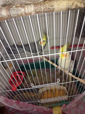 عصافير كوكتيل وجنه