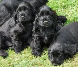 Black Spanish cockerels, 40 days old
