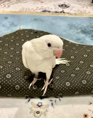 ببغاء الدره الأبيض (الألبينو)