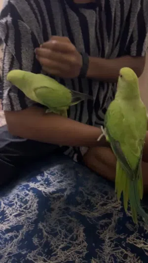 Parrot available both of this friendly tame