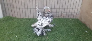 دكر روسي مبروص
