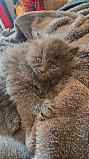 ثلاته قطط للبيع زوز عمرهم 40يوم ولام7شهور