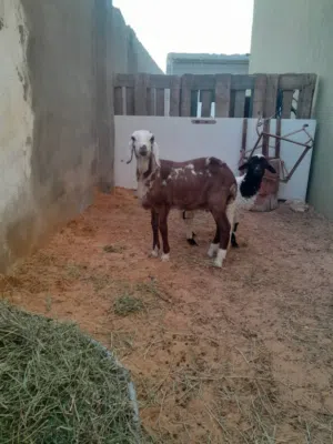 فطايم للبيع