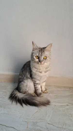عائلة قطط للبيع