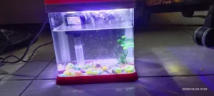 Fish Aquarium Small