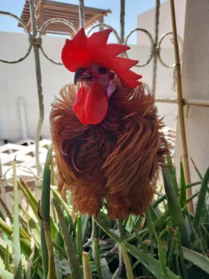 Pets only Freezy breed rooster Serama original Hen for sale