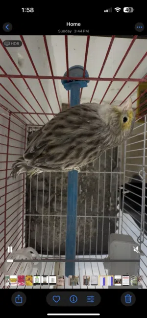 ثلاث طواير للبيع