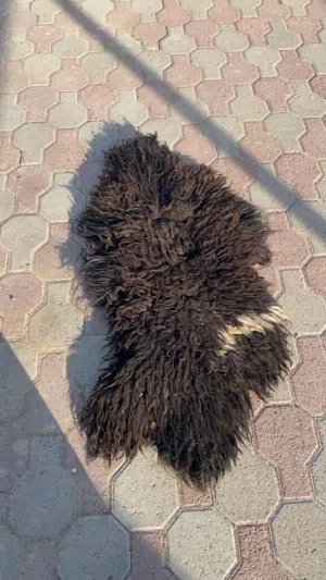 جاعد حل بيع عق سعرك وشله