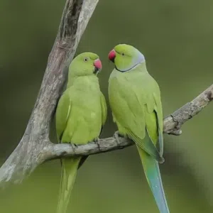 مطلوب جوز كوكتيل لاتينو منتج بسعر طري ، يفضل يكون تحته بيض  يكون ب اربد - مطلوب قفاص كاسكو