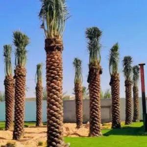 ابو عامر نعمل في مجال النخيل 