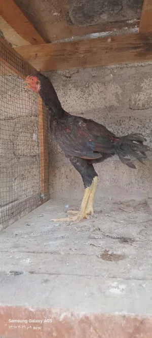 دجاج باكستاني للبيع