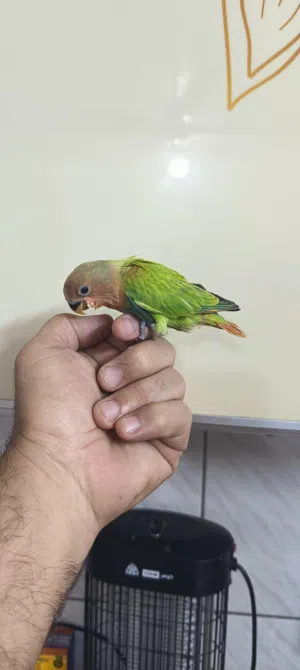 غندور اليف