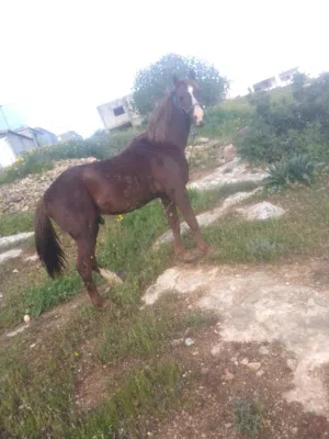 amm 