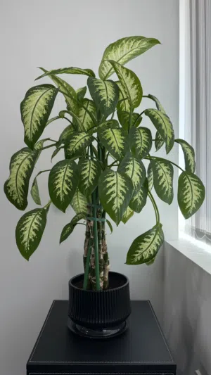 Tall Dieffenbachia plant with supports, grown in a stylish black decorative pot - healthy and ready