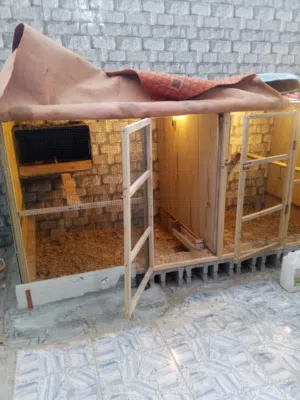 قفص يصلح للدجاج او الحمام