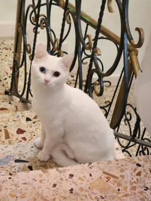 قط شيرازي ذكر