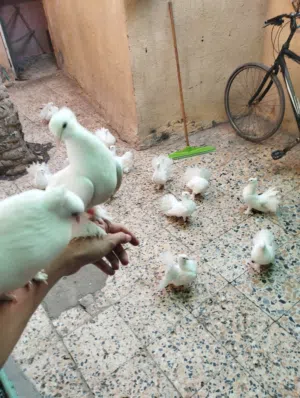 حمام عرايس (هنادي) كامل مواصفات