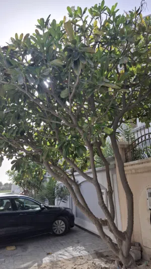 للبيع ياسمين هندي بحالة ممتازة