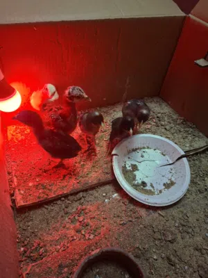 فروخ باكستاني فايتر مكس