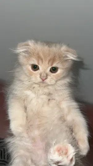 للبيع قطط صغيره متطعمين