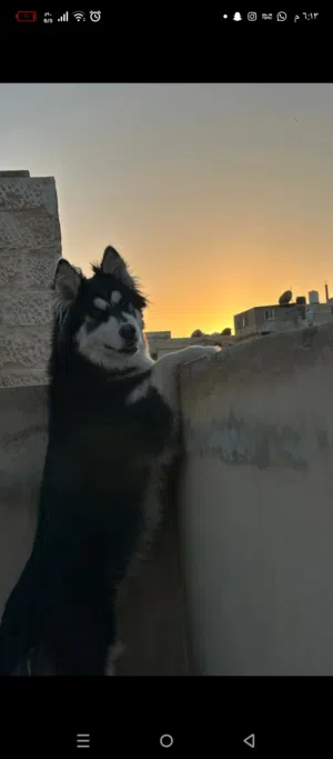 هاسكي ذكر  بيور صافي 100% للبيع مع دفتر مطاعيم
