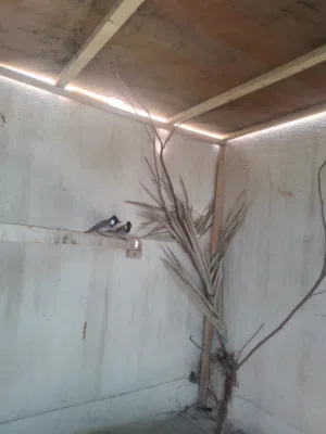 زوج.بلابل.مزاويج.