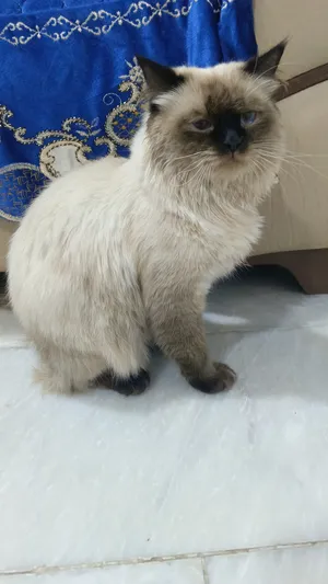 Himalayan2