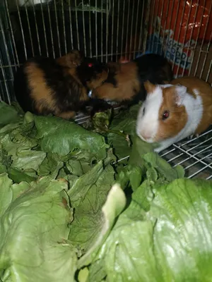 Hamsters3