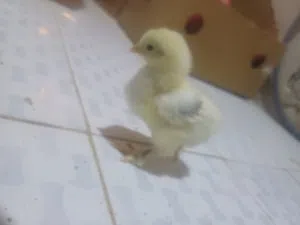 صيصان براهمي