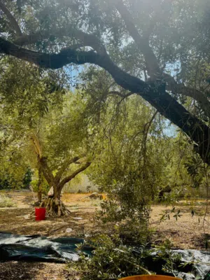 Mixed Use Land for Sale in Tulkarm Other