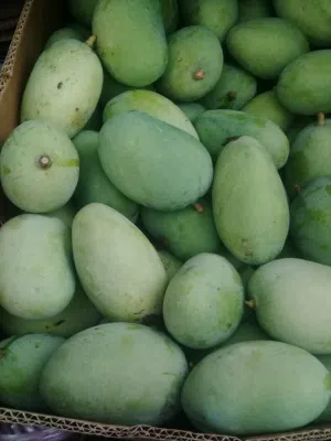 حدال او همبا اخضر متوفر بالكيلو